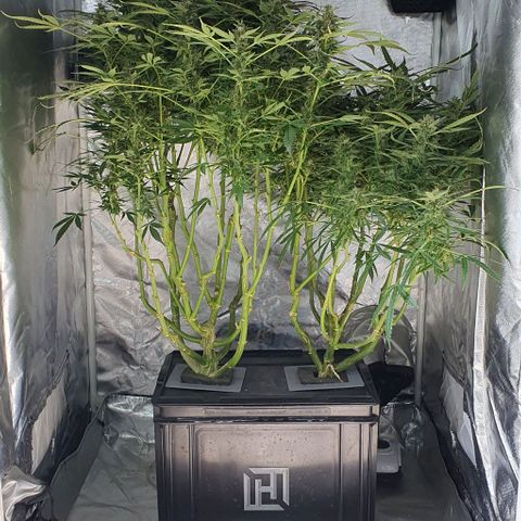 Auto Purple Candy growlog timeline photo
