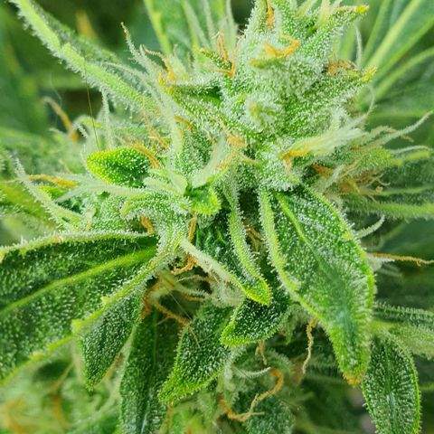 Auto Purple Candy growlog timeline photo
