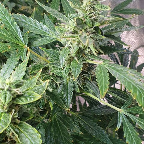 Auto Purple Candy growlog timeline photo