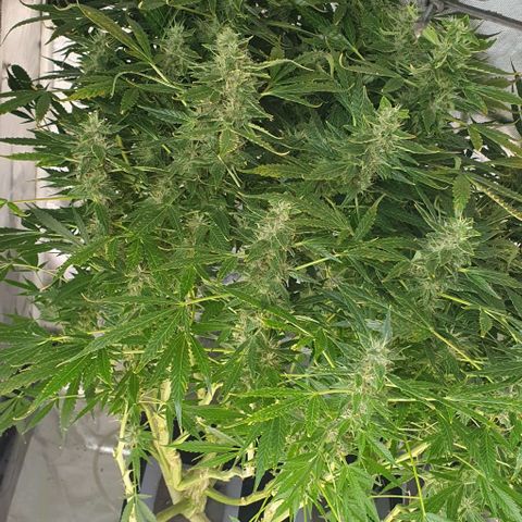 Auto Purple Candy growlog timeline photo