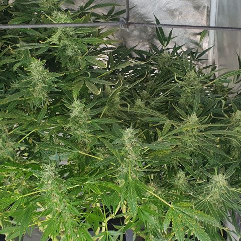 Auto Purple Candy growlog timeline photo