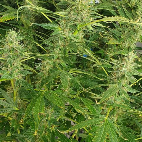 Auto Purple Candy growlog timeline photo
