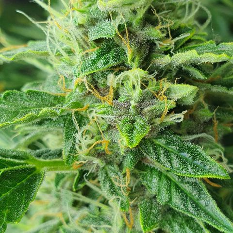 Auto Purple Candy growlog timeline photo