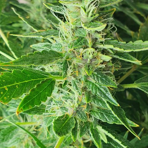 Auto Purple Candy growlog timeline photo