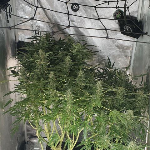 Auto Purple Candy growlog timeline photo