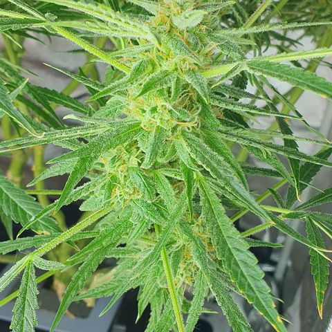 Auto Pineapple Candy growlog timeline photo