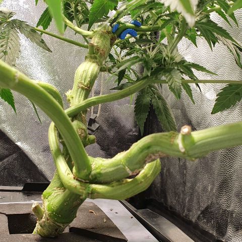 Auto Citrus Skunk growlog timeline photo