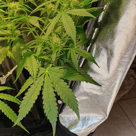 Auto Citrus Skunk growlog timeline photo