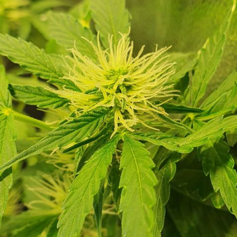 Auto Citrus Skunk growlog timeline photo