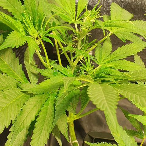 Auto Citrus Skunk growlog timeline photo