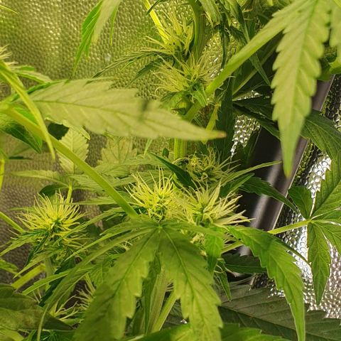 Auto Citrus Skunk growlog timeline photo