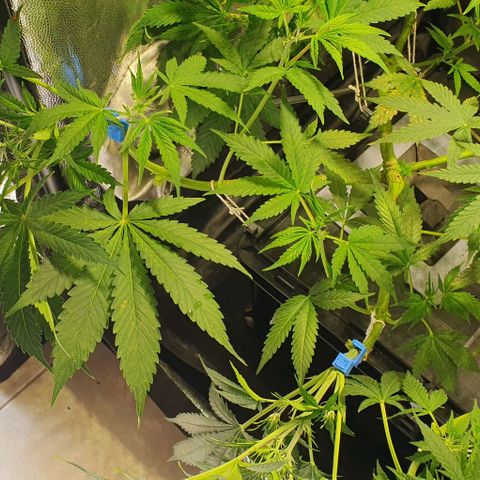 Auto Citrus Skunk growlog timeline photo