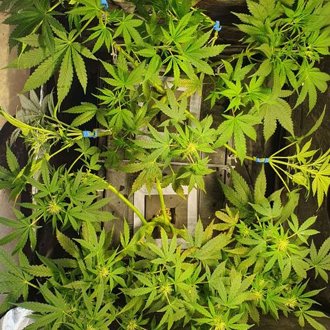 Auto Citrus Skunk growlog timeline photo