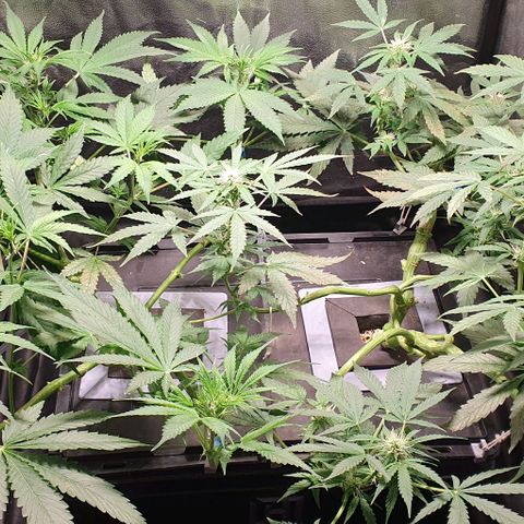 Auto Citrus Skunk growlog timeline photo