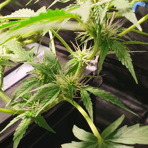 Auto Citrus Skunk growlog timeline photo