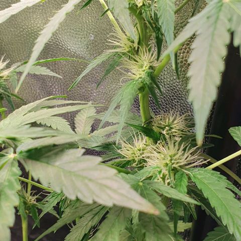 Auto Citrus Skunk growlog timeline photo
