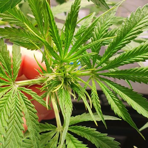 Auto Citrus Skunk growlog timeline photo