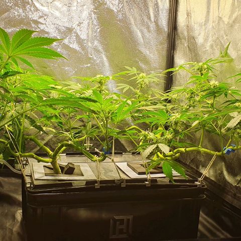 Auto Citrus Skunk growlog timeline photo