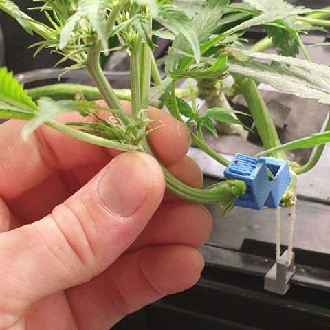 Auto Citrus Skunk growlog timeline photo