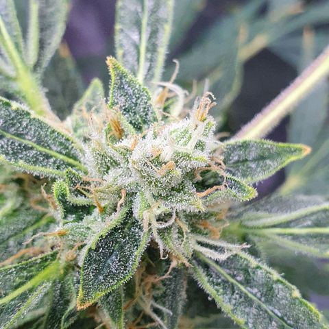 Auto Pineapple Candy growlog timeline photo