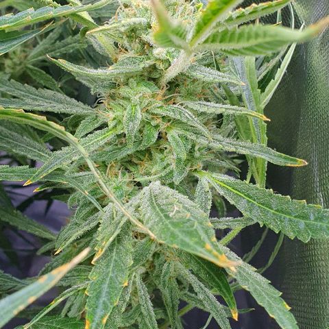 Auto Pineapple Candy growlog timeline photo