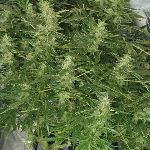 Auto Purple Candy growlog timeline photo