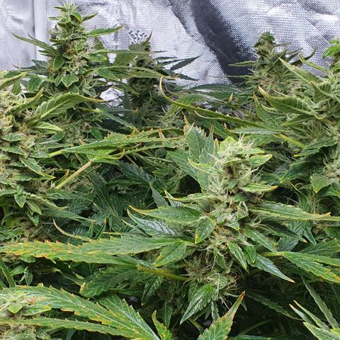 Auto Purple Candy growlog timeline photo