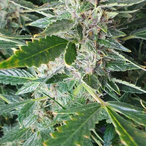 Auto Purple Candy growlog timeline photo