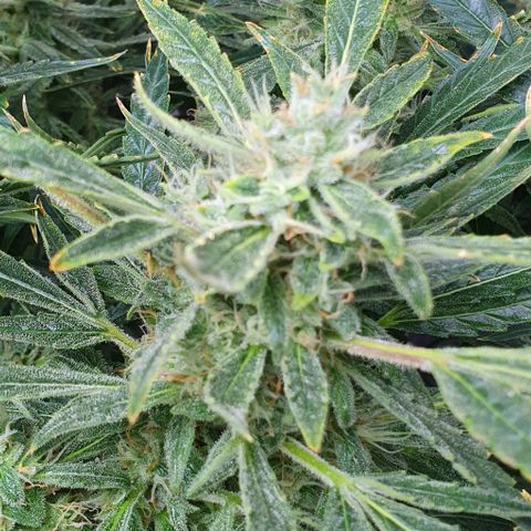 Auto Pineapple Candy growlog timeline photo
