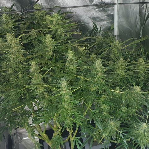 Auto Purple Candy growlog timeline photo