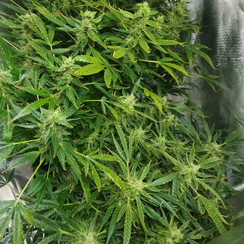 Auto Purple Candy growlog timeline photo
