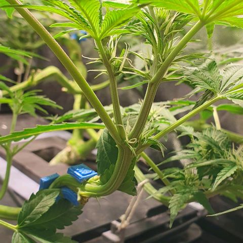 Auto Citrus Skunk growlog timeline photo