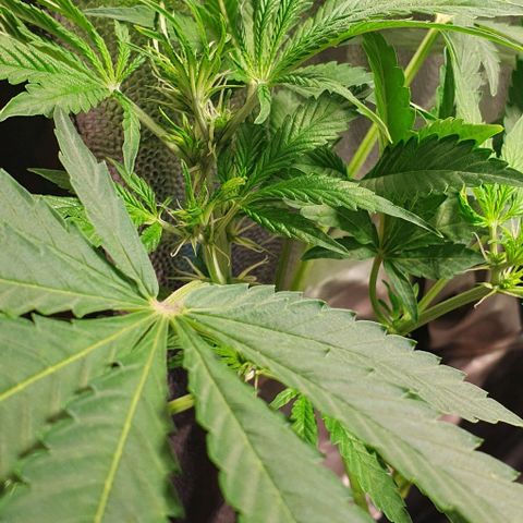 Auto Citrus Skunk growlog timeline photo