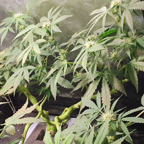 Auto Citrus Skunk growlog timeline photo