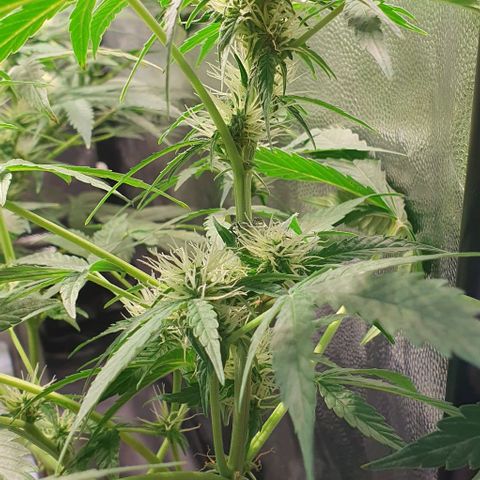 Auto Citrus Skunk growlog timeline photo