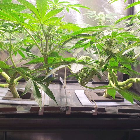 Auto Citrus Skunk growlog timeline photo