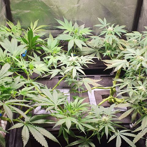 Auto Citrus Skunk growlog timeline photo