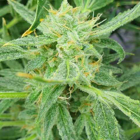 Auto Pineapple Candy growlog timeline photo