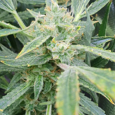 Auto Pineapple Candy growlog timeline photo