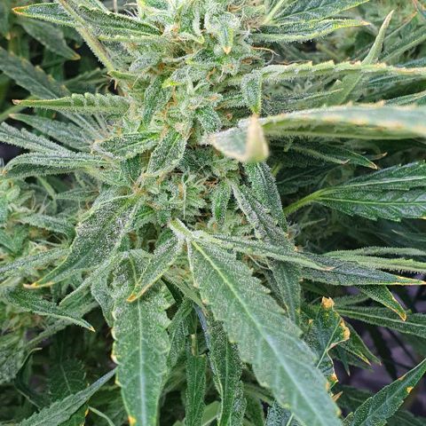 Auto Pineapple Candy growlog timeline photo