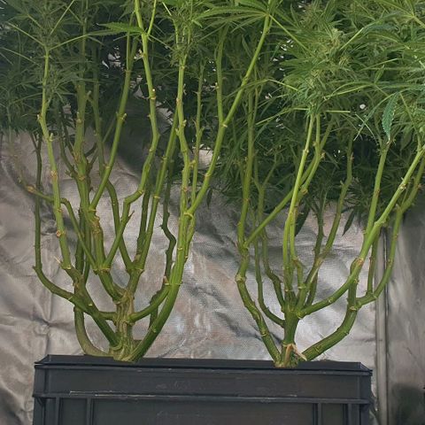 Auto Pineapple Candy growlog timeline photo