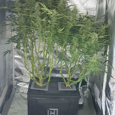 Auto Pineapple Candy growlog timeline photo
