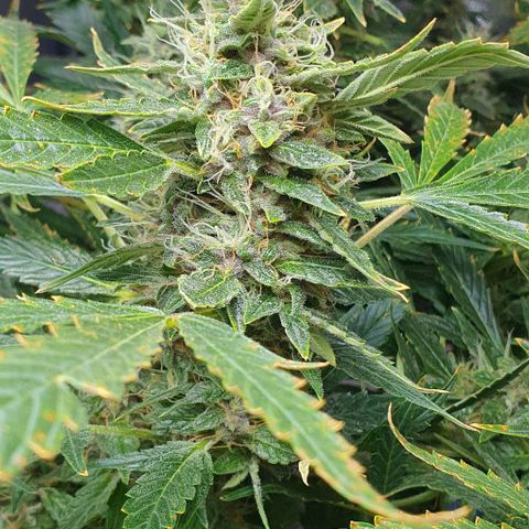 Auto Purple Candy growlog timeline photo