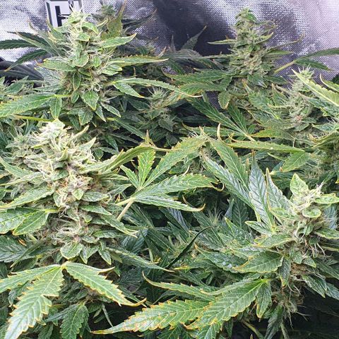 Auto Purple Candy growlog timeline photo