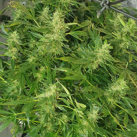 Auto Purple Candy growlog timeline photo