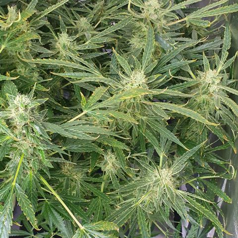 Auto Purple Candy growlog timeline photo