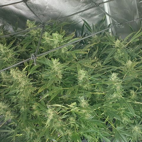 Auto Purple Candy growlog timeline photo