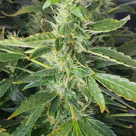 Auto Purple Candy growlog timeline photo