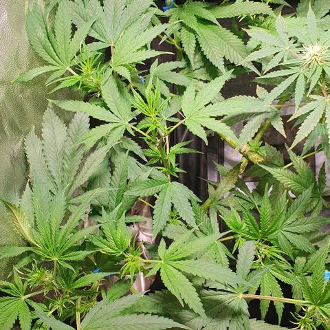 Auto Citrus Skunk growlog photo: - Se empiezan a ver los primeros indicios de tricomas en el ejemplar derecho. ( Semana 3)
- El ejemplar izquierdo se encuentra un poco atrasado. Recien se empiezan a ver los primeros pistilos ( semana 2)