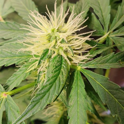 Auto Citrus Skunk growlog photo: - Se empiezan a ver los primeros indicios de tricomas en el ejemplar derecho. ( Semana 3)
- El ejemplar izquierdo se encuentra un poco atrasado. Recien se empiezan a ver los primeros pistilos ( semana 2)